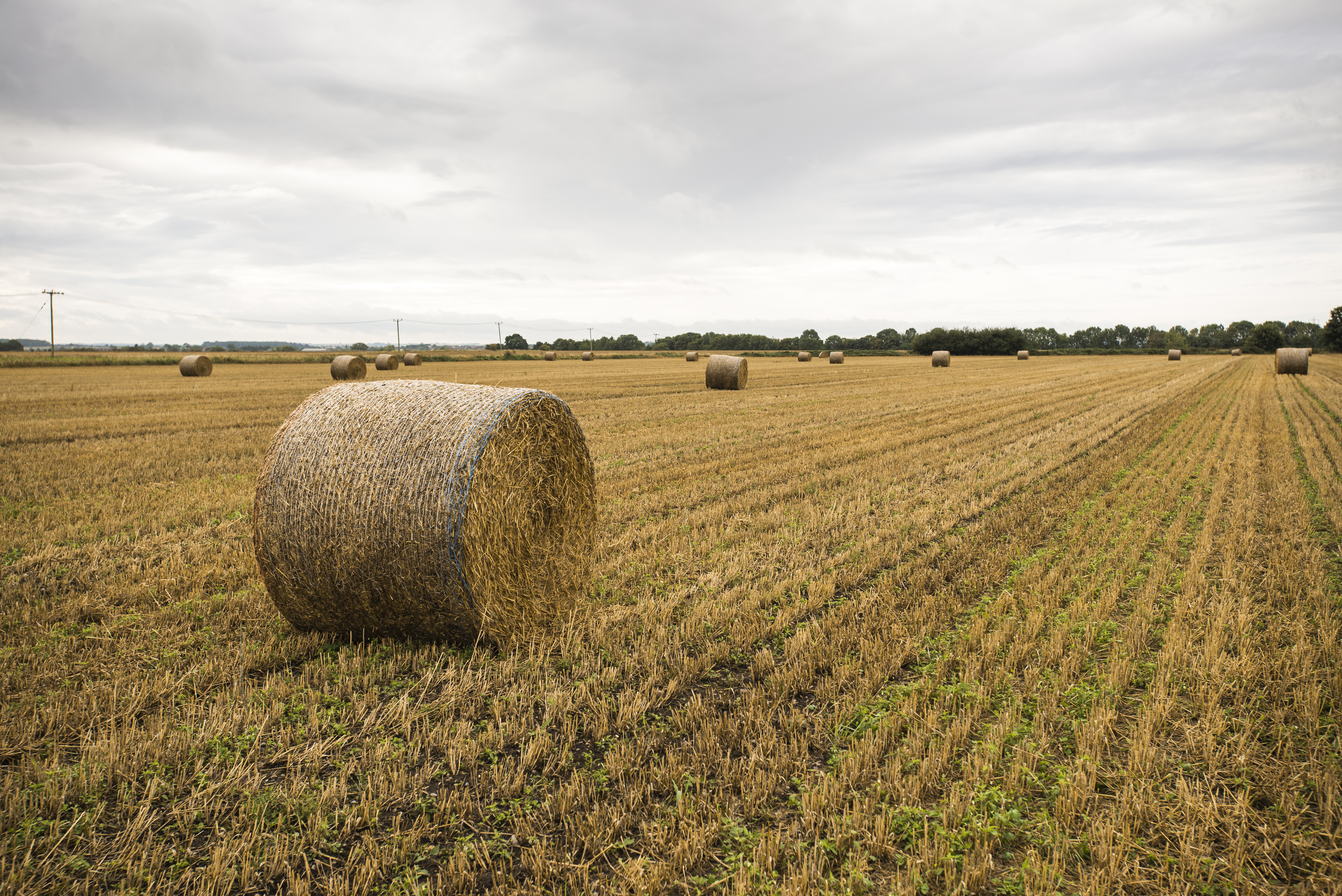 A bale in a field