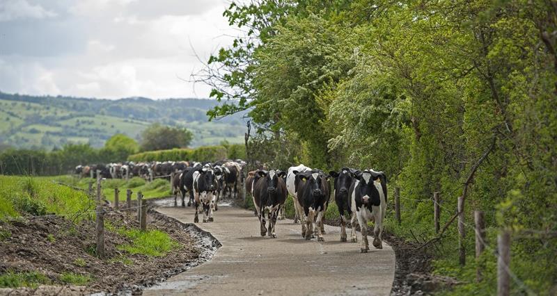 Cows coming in for milking