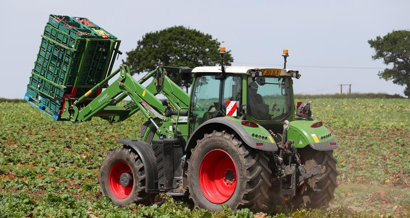 An image of a tractor at work in the rhubarb fields