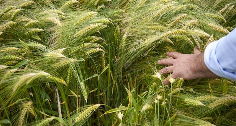 Crop of barley