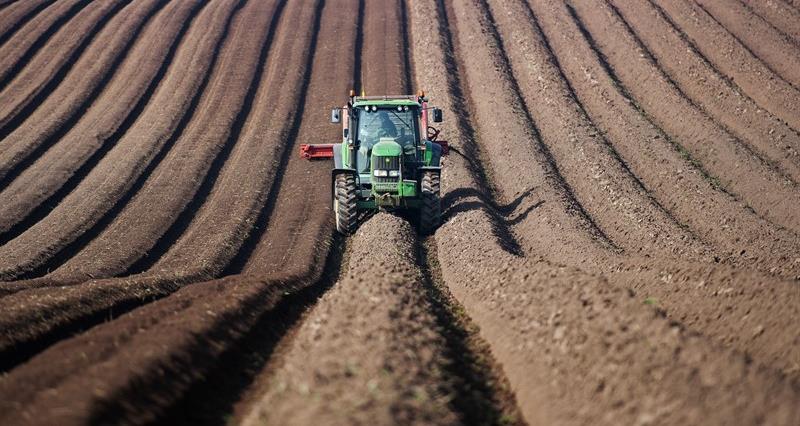 Potato planting