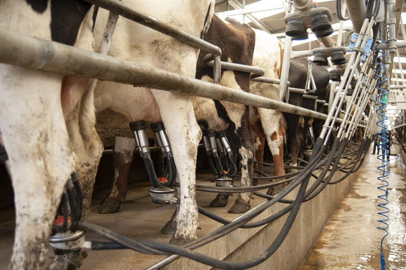 Dairy contracts consultation: All you need to know – NFUonline