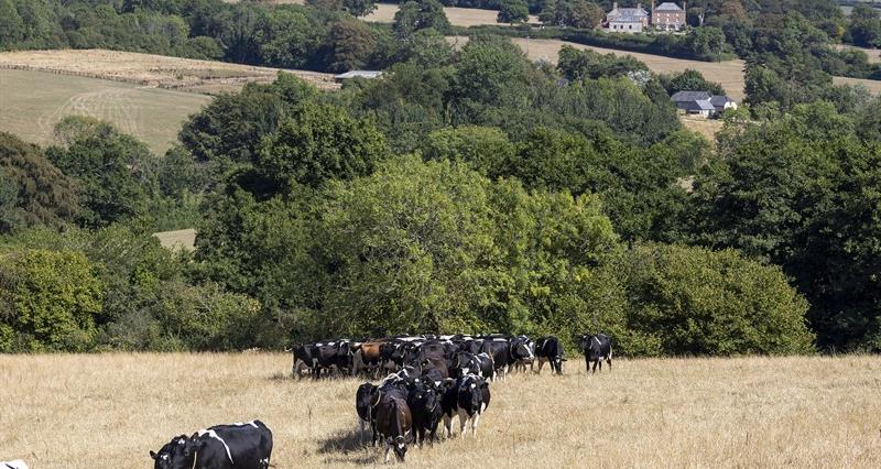 Organic cows_drought_02.JPG