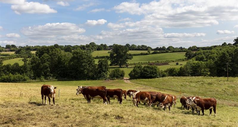 Hereford cattle grazing on spring grass