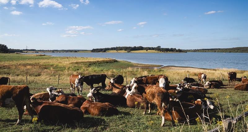 Cows in a field, by a river