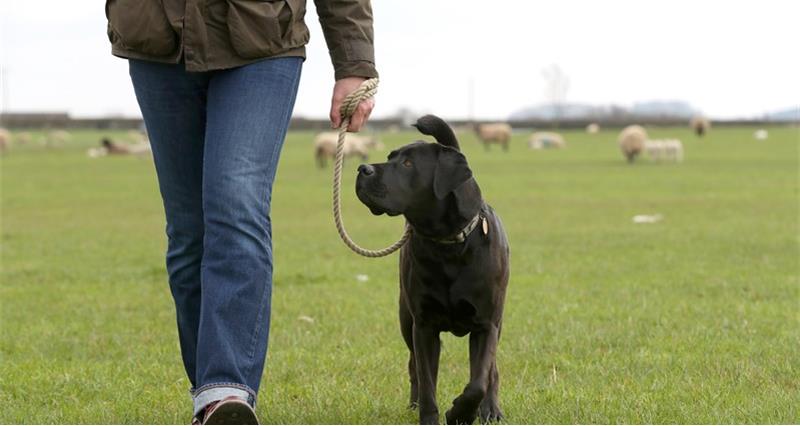 An image of a boxer-labrador cross dog being walked on a lead through a field of sheep