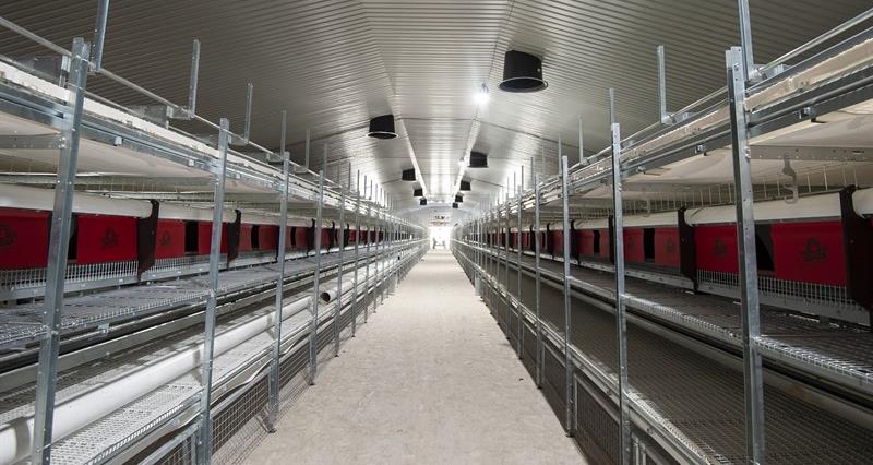 The interior of a laying hen shed
