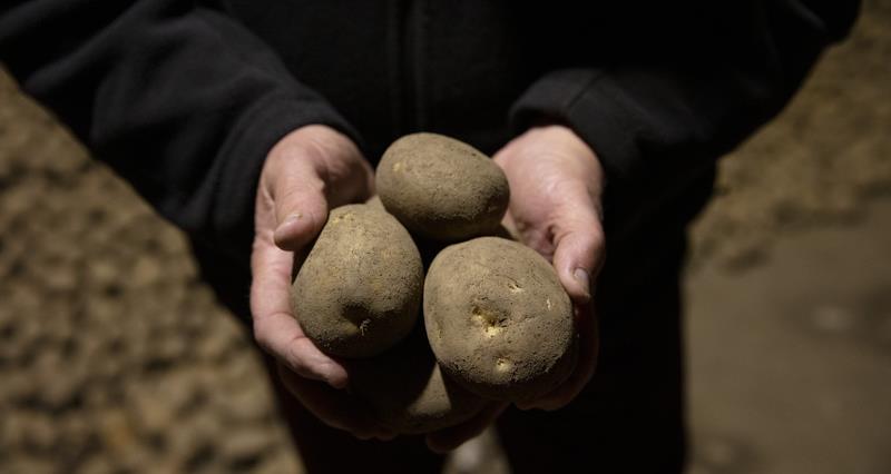 A close up picture of a man's hands holding three potatoes, stood in a potato store. 