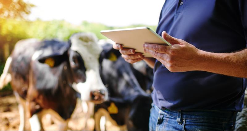 An image of a farmer using a tablet with cows in the background