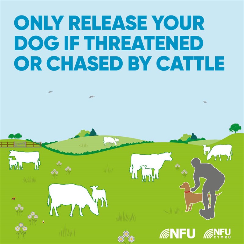 Countryside Code release dog NFU Facebook Instagram infographic
