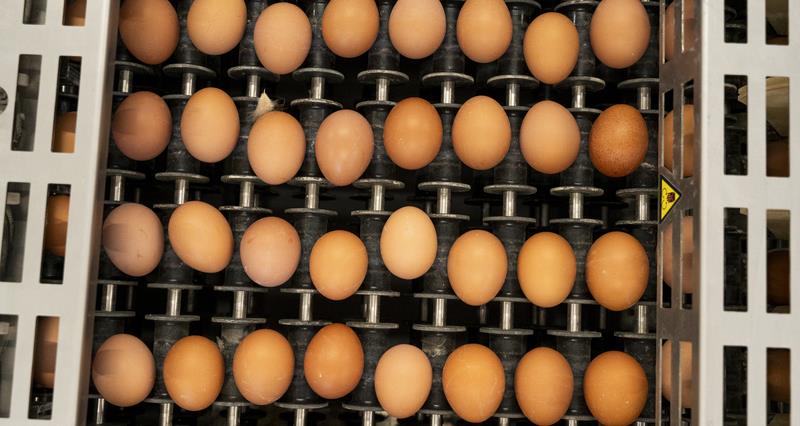 Eggs being collected and sorted