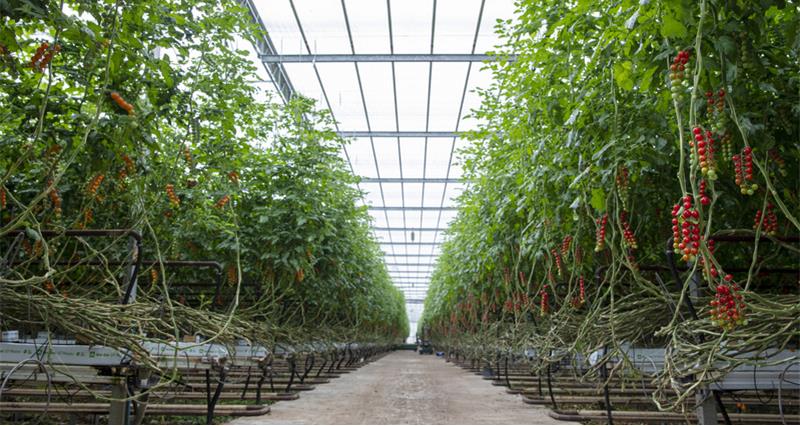 Tomatoes in a glasshouse
