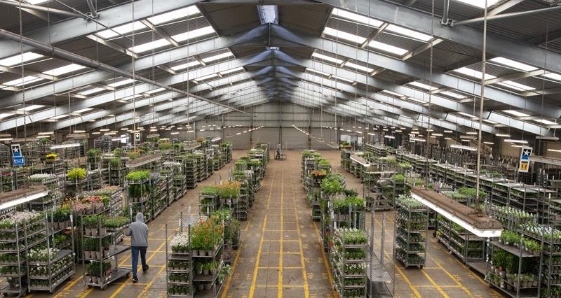 An image of a warehouse containing multiple trolleys loaded with flowers