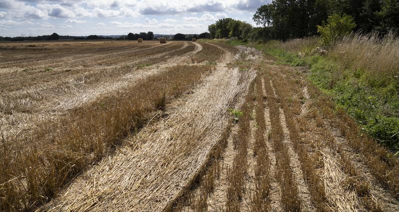 Harm caused by hare coursing recognised in new sentencing guideline for courts