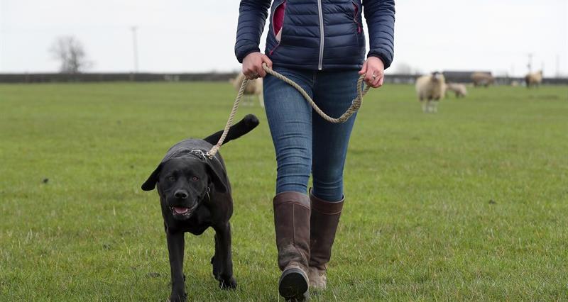 A person walking a black labrador on a short lead in a field of sheep