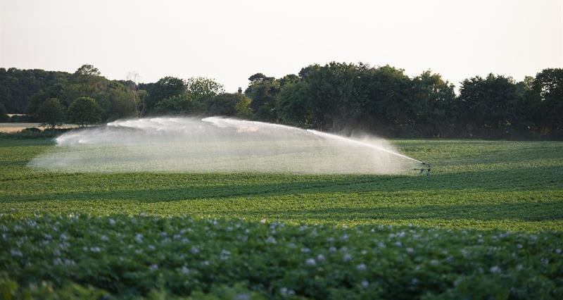 Potatoes being irregated 