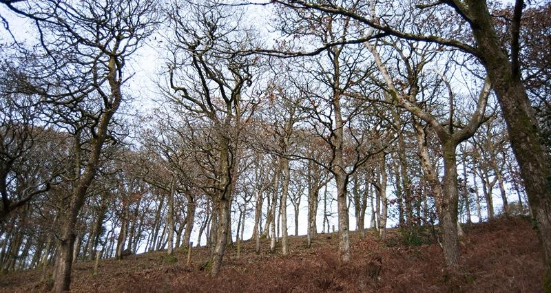 An oak tree forest