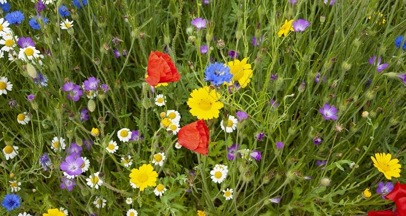 Brightly coloured wildflowers