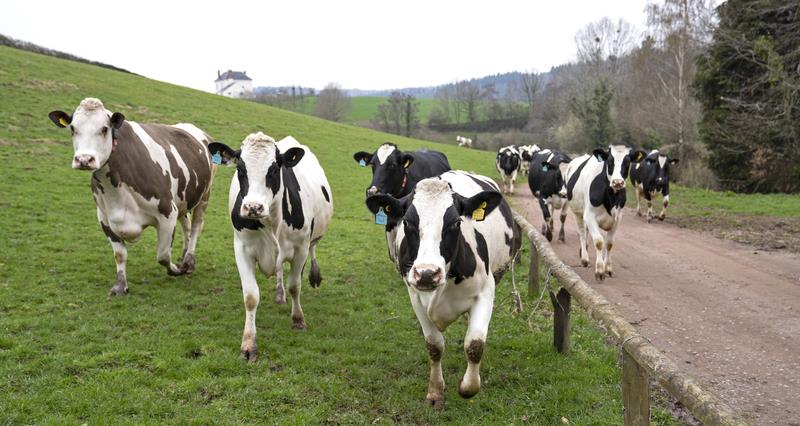 A picture of a herd of cows moving along a track on a farm