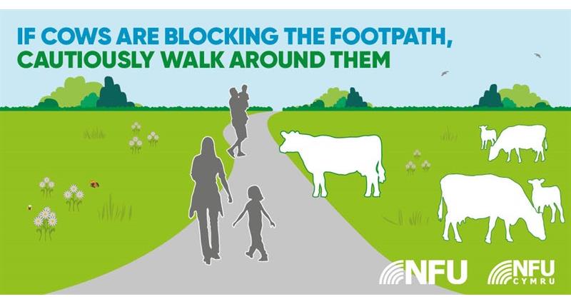 Countryside Code cows on path NFU Twitter infographic