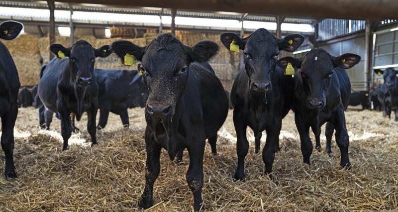 TB holding with cows inside