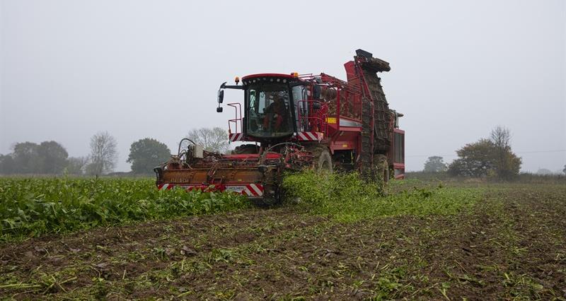 A sugar beet harvester in a field