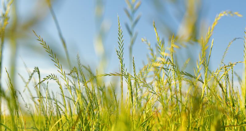 An image of rye grass in a field.