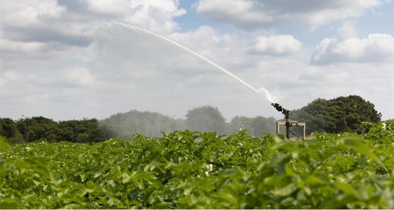 A potato crop being watered with an irrigator