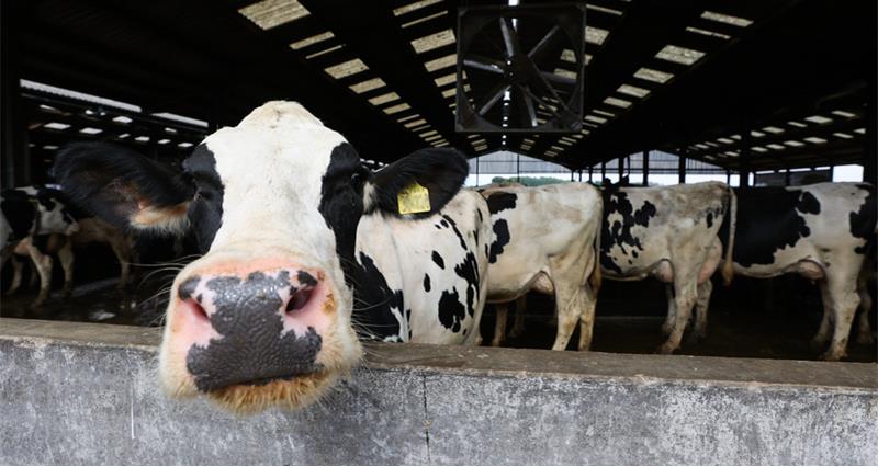 Black and white dairy cows