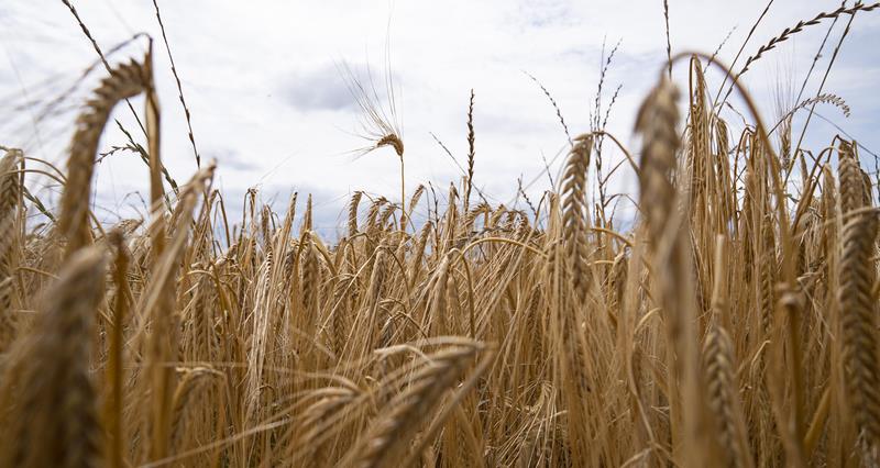 A close up image of barley in a field