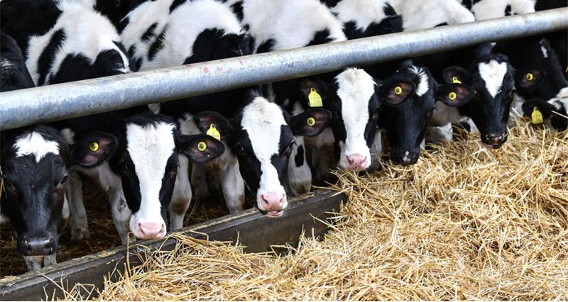 Cows in a row looking out from a shed