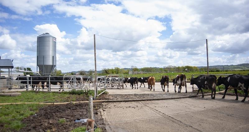 Dairy cattle walking towards milk parlour for milking