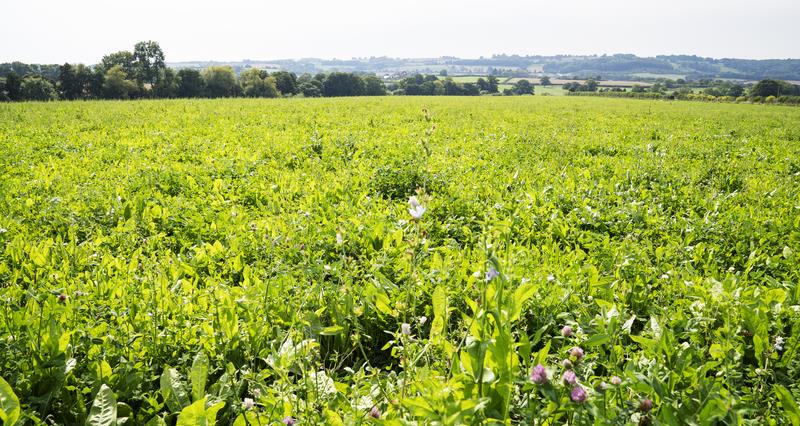 Herbal leys