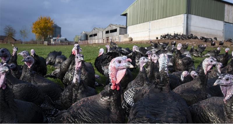 Free range bronze turkeys on a farm