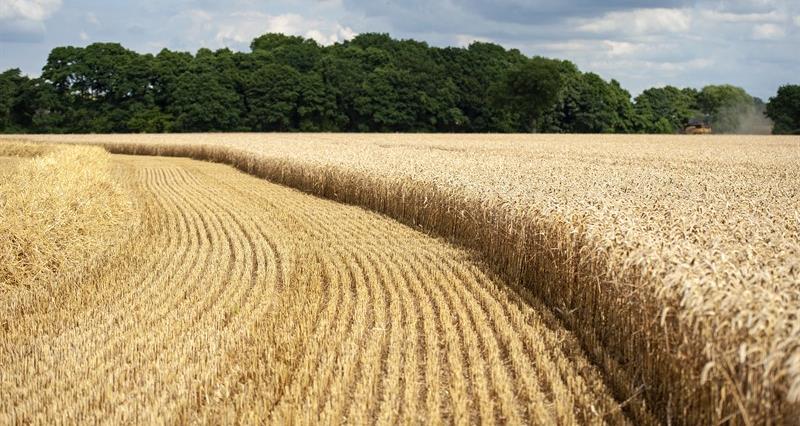 An image of a field of wheat during harvest