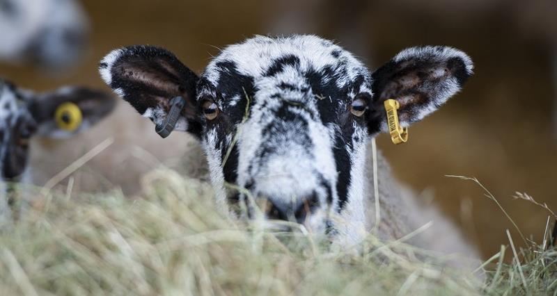 A sheep with black markings on its face looking over some hay in a shed