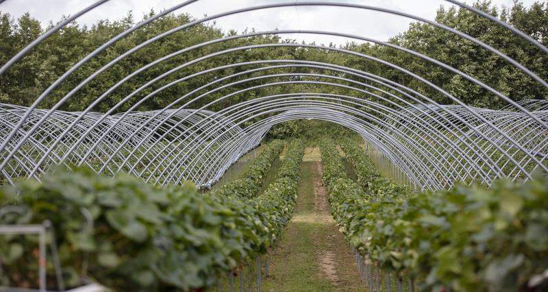 Image of horticulture crops growing
