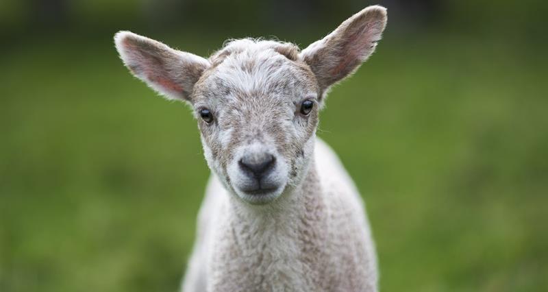 Lamb