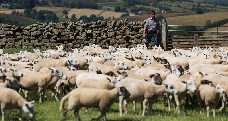 Richard Findlay walking through a field of grazing sheep 