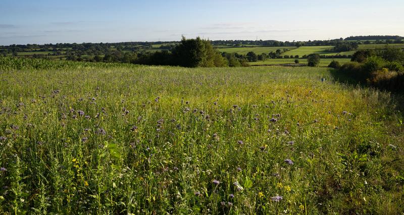 NFU welcomes SFI26 scheme guidance, but urges budget transparency