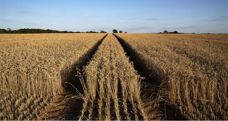 A field of wheat