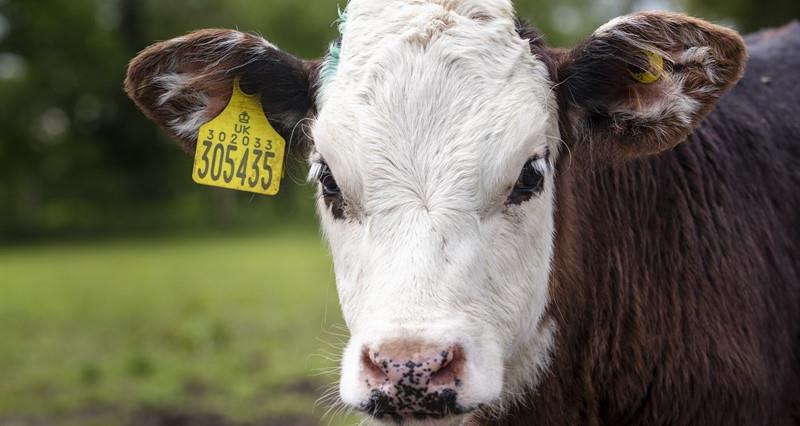 A dairy cow stood in a field