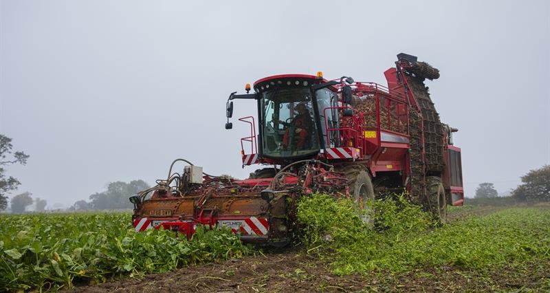 Sugar beet harvest