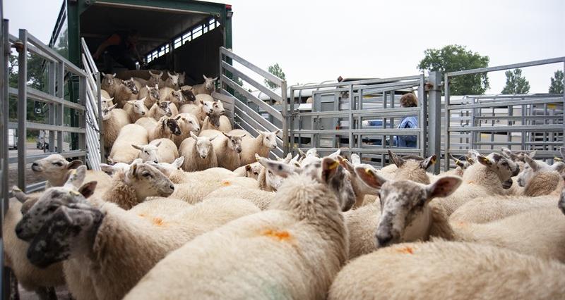 An image of sheep being loaded on for transportation