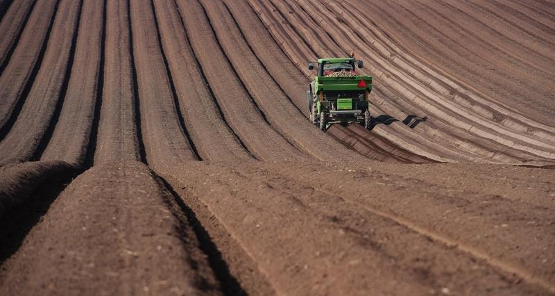 Potato planting on a farm