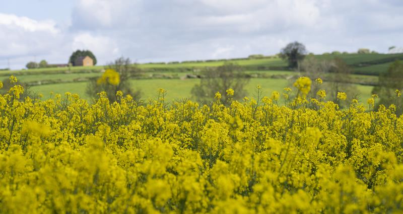 Oilseed rape