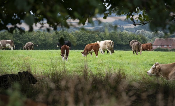 wiltshire livestock 02_80503