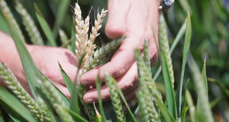 Wheat on farm