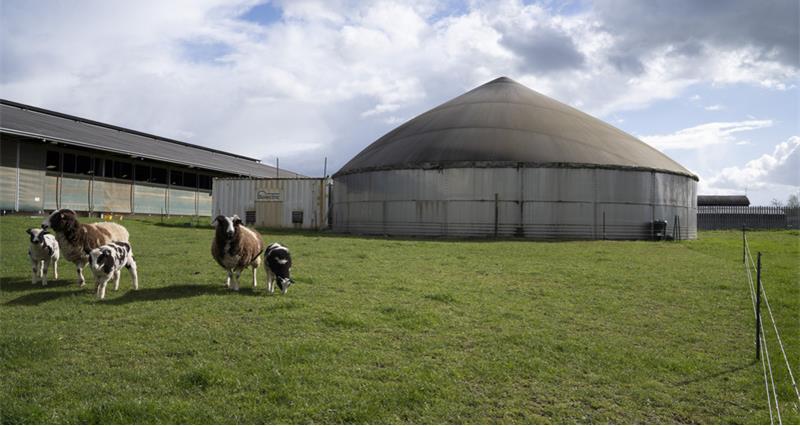 Slurry storage tower and livestock