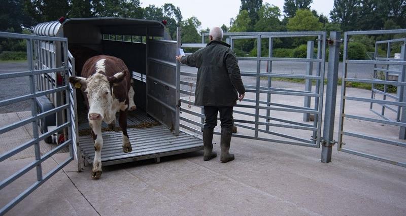 An image of a man holding open the back of a small trailer to allow cows to get out